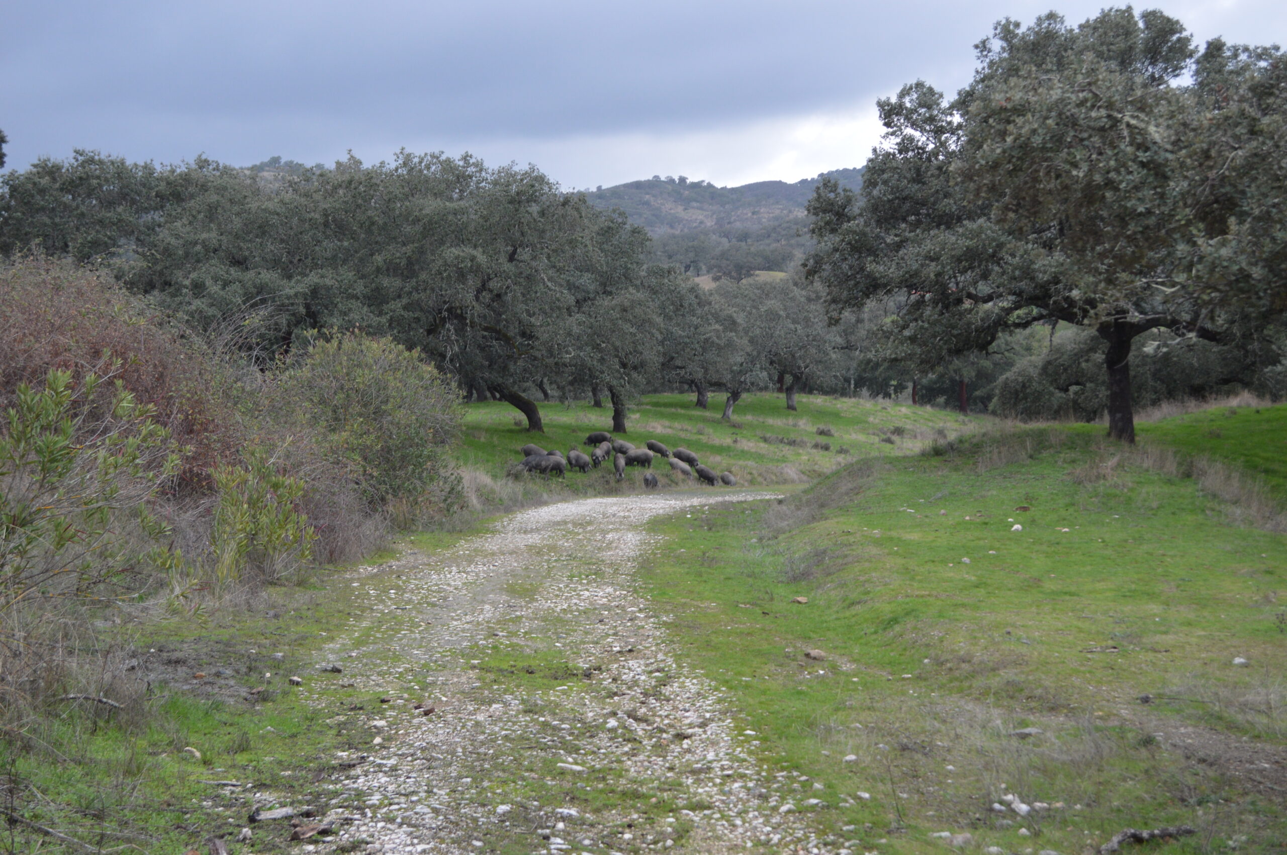 Inventario de caminos públicos de Almadén de la Plata (Sevilla)